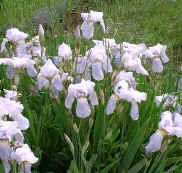 Iris florentina (Orris)